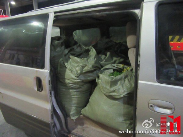 偷花者中既有花农,也有贩卖商,他们每次偷盗均是用大型蛇皮袋,满满一袋黄金菊,重量达到两三百斤。